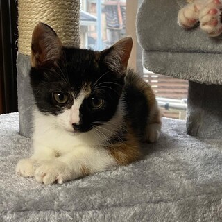 ずっとのおうち探し