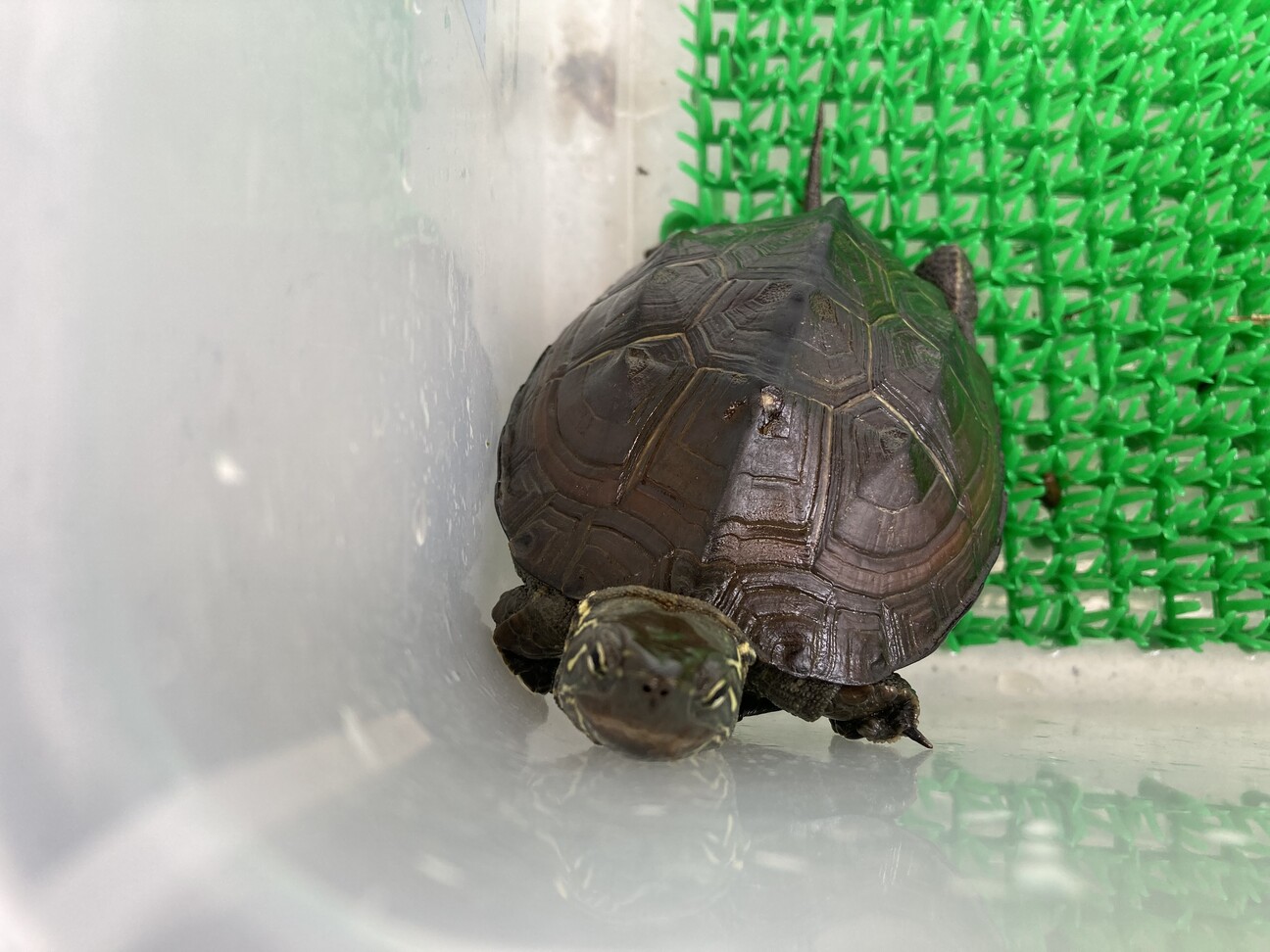 可愛いクサガメの 兵庫県 爬虫類 他の里親募集 ペットのおうち 月間利用者150万人