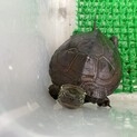 可愛いクサガメの♀