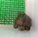 可愛いクサガメの♂