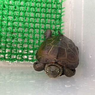 可愛いクサガメの♂