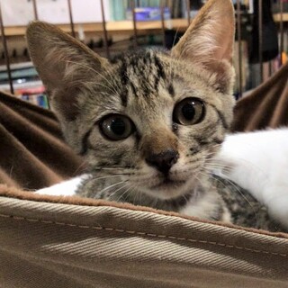 里親決定。朝顔ちゃんと夕顔ちゃん