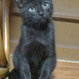 甘えん坊さんのブラッキー君