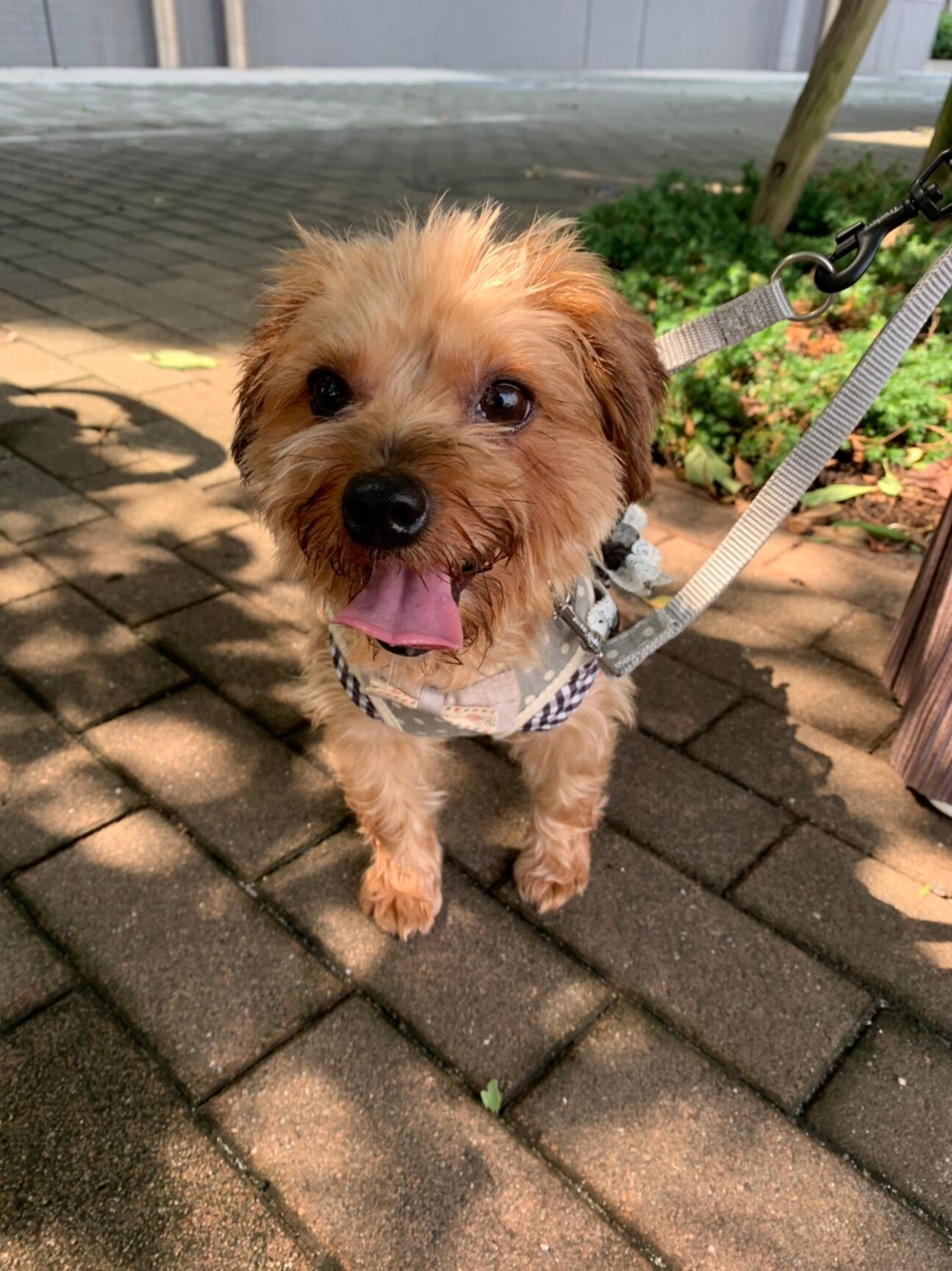 人が大好きなヨーキー サリー 東京都 犬の里親募集 ペットのおうち 月間利用者150万人