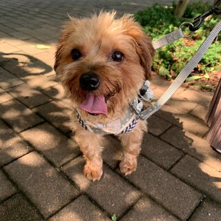 人が大好きなヨーキー♀サリー