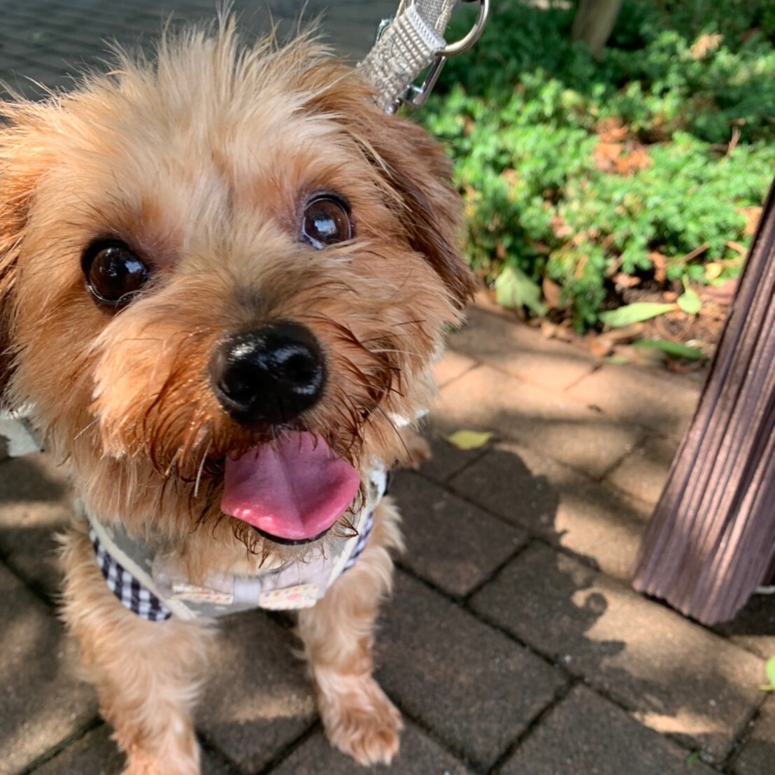 人が大好きなヨーキー サリー 東京都 犬の里親募集 ペットのおうち 月間利用者150万人