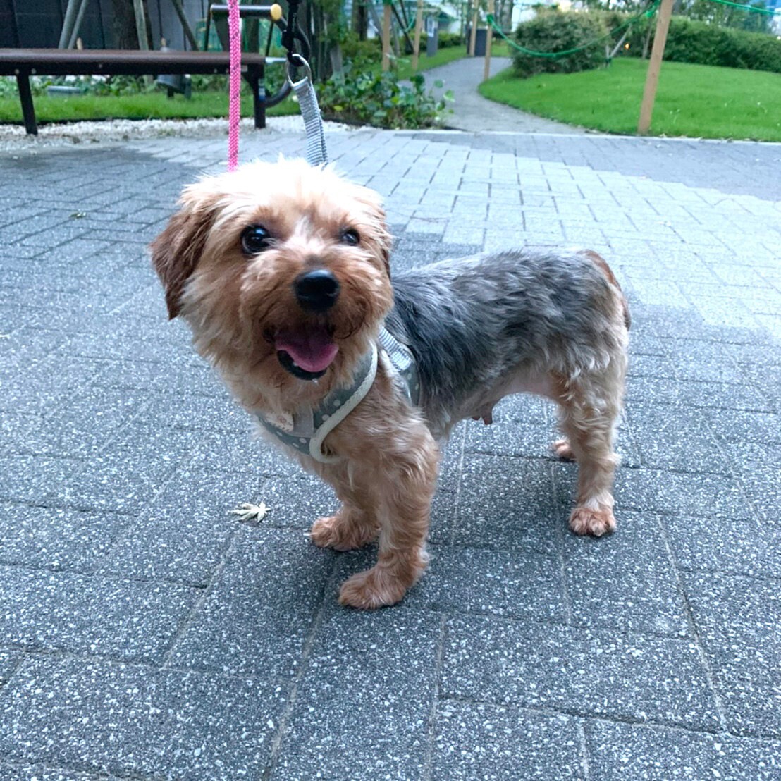 人が大好きなヨーキー サリー 東京都 犬の里親募集 ペットのおうち 月間利用者150万人