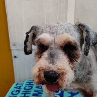 8歳のミニチュアシュナウザー