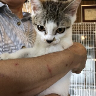 多頭飼い飼育崩壊
