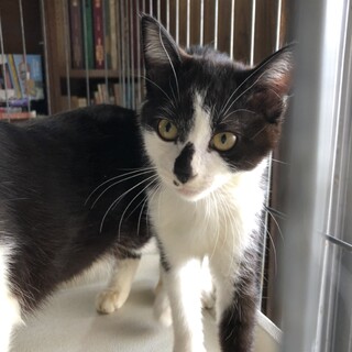 多頭飼い飼育崩壊の子達