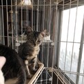 多頭飼い崩壊の子達