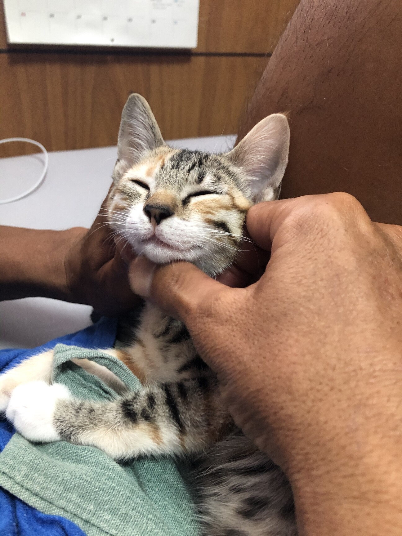 3ヶ月 美人なパステル三 沖縄県 猫の里親募集 ペットのおうち 月間利用者150万人