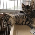 多頭飼い飼育崩壊の子
