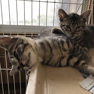 多頭飼い飼育崩壊の子