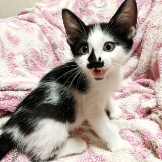 白黒５兄妹　ダンディなお髭の玉城♂