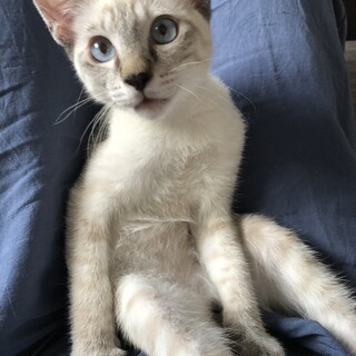 甘えん坊なシャム風オスニャン♂
