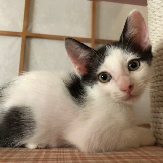 白黒５兄妹　天使の羽の持ち主　水無瀬♂