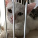 多頭飼い飼育崩壊の子
