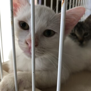 多頭飼い飼育崩壊の子