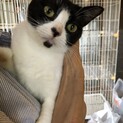 多頭飼い飼育崩壊の子達