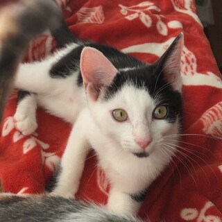 白黒５兄妹　かわいいおにぎり顎の 要♂