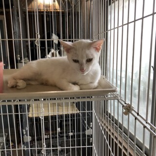 多頭飼い飼育崩壊の子達