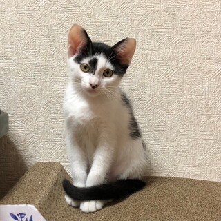 白黒５兄妹　お鼻に隠れミッキー♪　凪沙♀