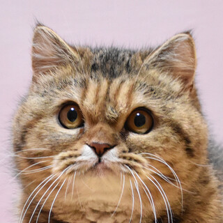 エキゾチックのレンゲちゃん