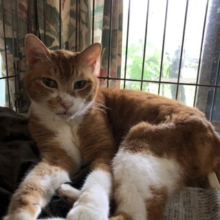 多頭飼い飼育崩壊のこた