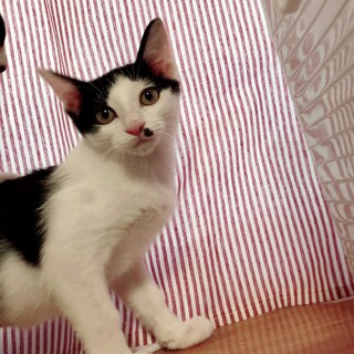 白黒５兄妹　口元のホクロが素敵な 綾芽♀