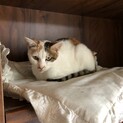 多頭飼い崩壊の子達