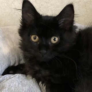 ちょっとビビリなほあほあちゃん　ぷっちょちゃん