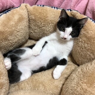 コードギアス兄妹　短めしっぽの甘えん坊　リヴァル♂