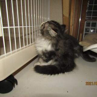 足長マンチカン男の子