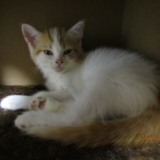 足長マンチカン男の子