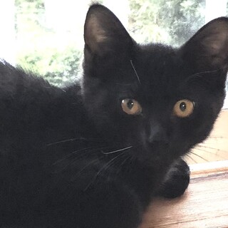 好奇心旺盛で元気いっぱい　ドロップ君