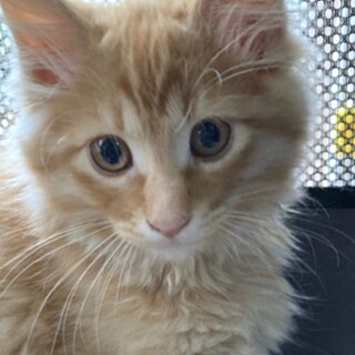 ちょっとビビりなほあほあ茶トラの　チェルシー君