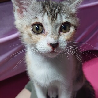 【ありがとうございました‼️】みくちゃん  女の子