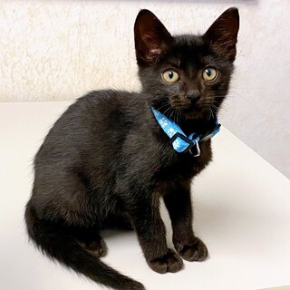 人が大好きな甘えん坊さん♪ おもちゃ大好き♪