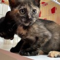 甘えたさんで抱っこ好きな子猫
