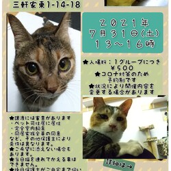 にゃんこ譲渡会