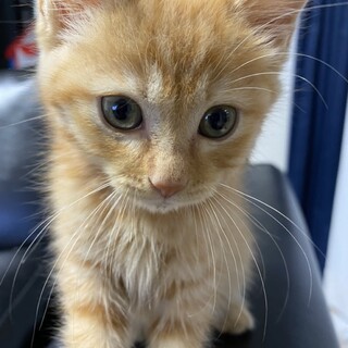 素敵な里親様が見つかりました☆ムギ