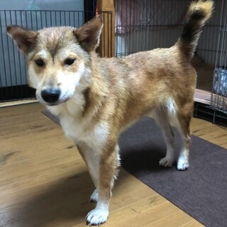 愛嬌一杯、元気で甘えん坊の男の子ふーご