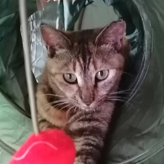 不器用な甘ったれ もつみちゃん♬