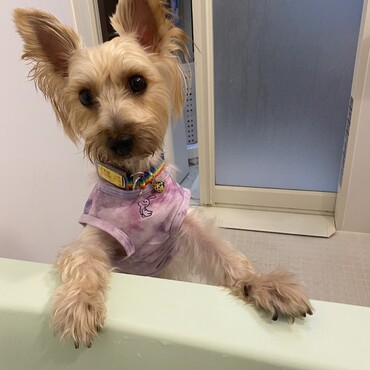 保護犬花坊