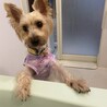 保護犬花坊