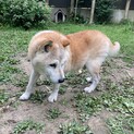 誰かボクを家族にしてくれないかなぁ