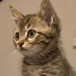 募集一時停止❤️キジトラ男の子ナオ