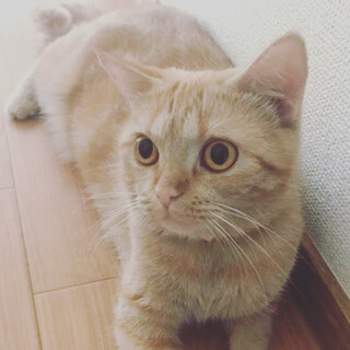 拡散希望！飼主が入院。2才のマンチカン