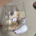 ベビーファンシーラット